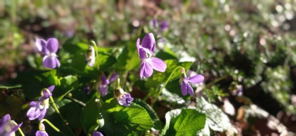 Violette odorante