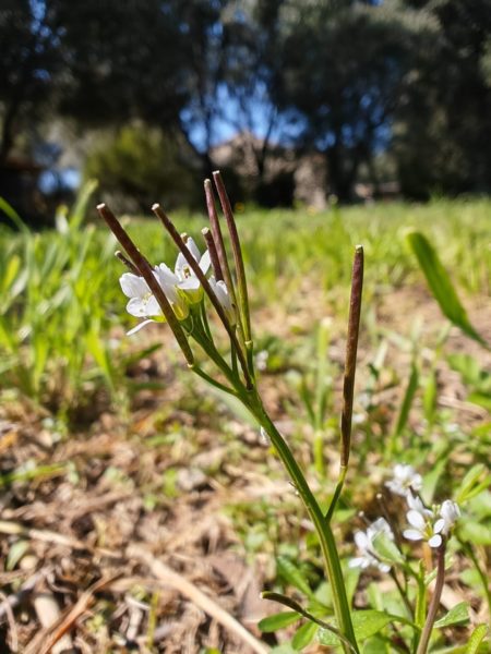 Cardamine hérissée