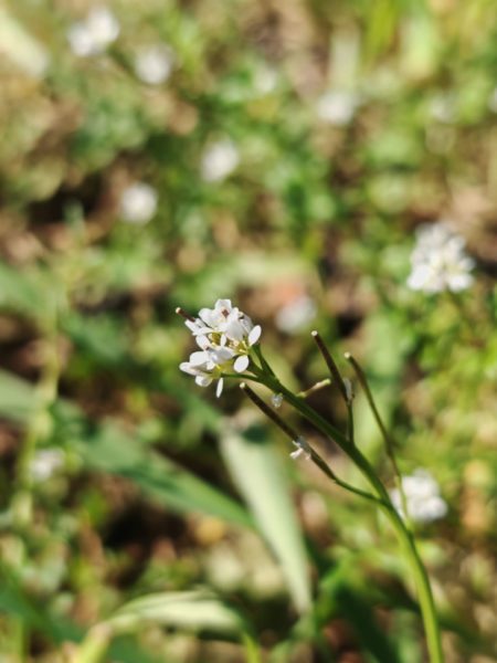 Cardamine hérissée
