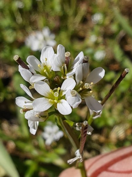 Cardamine hérissée