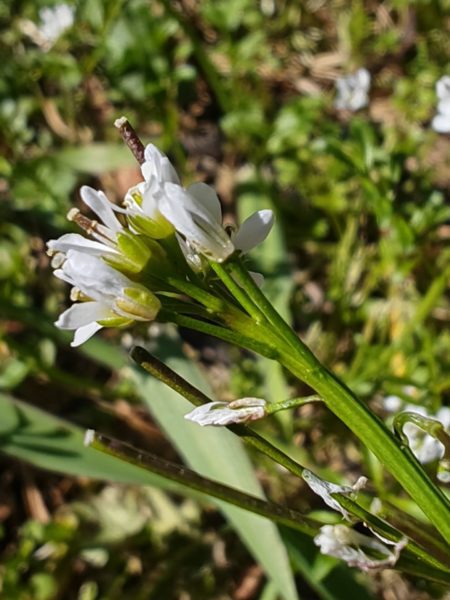 Cardamine hérissée