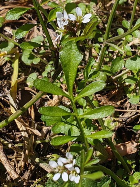 Cardamine hérissée