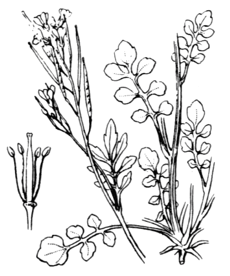 Cardamine hérissée