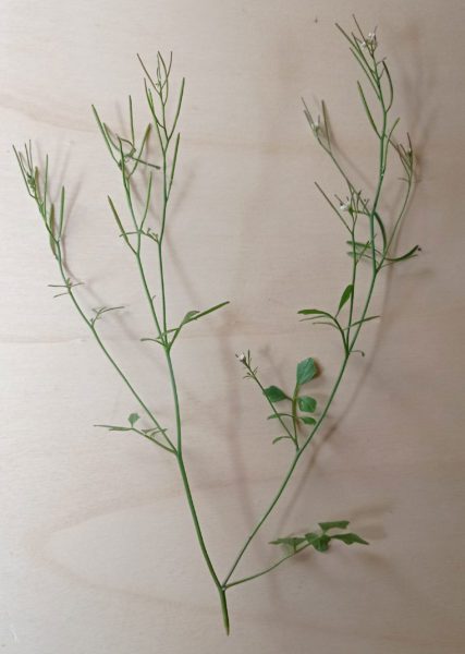 Cardamine hérissée