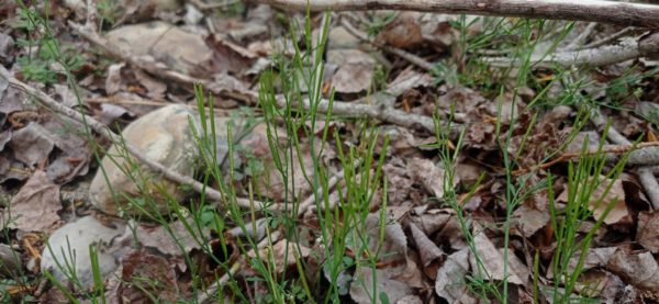 Cardamine hérissée