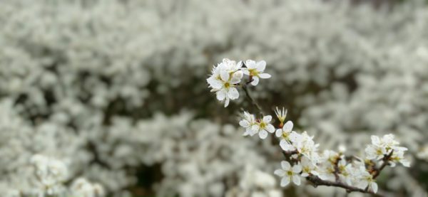 Prunellier