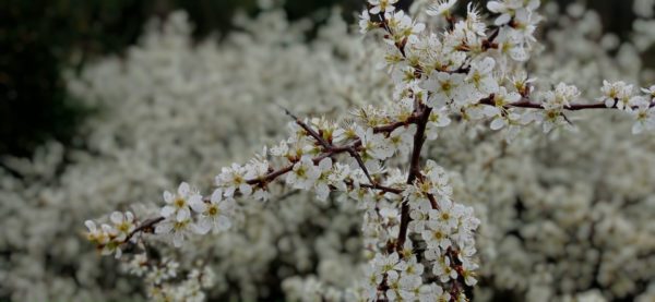 Prunellier