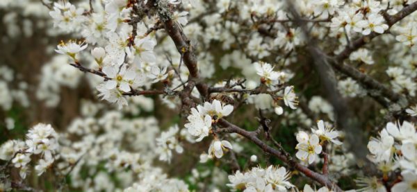 Prunellier