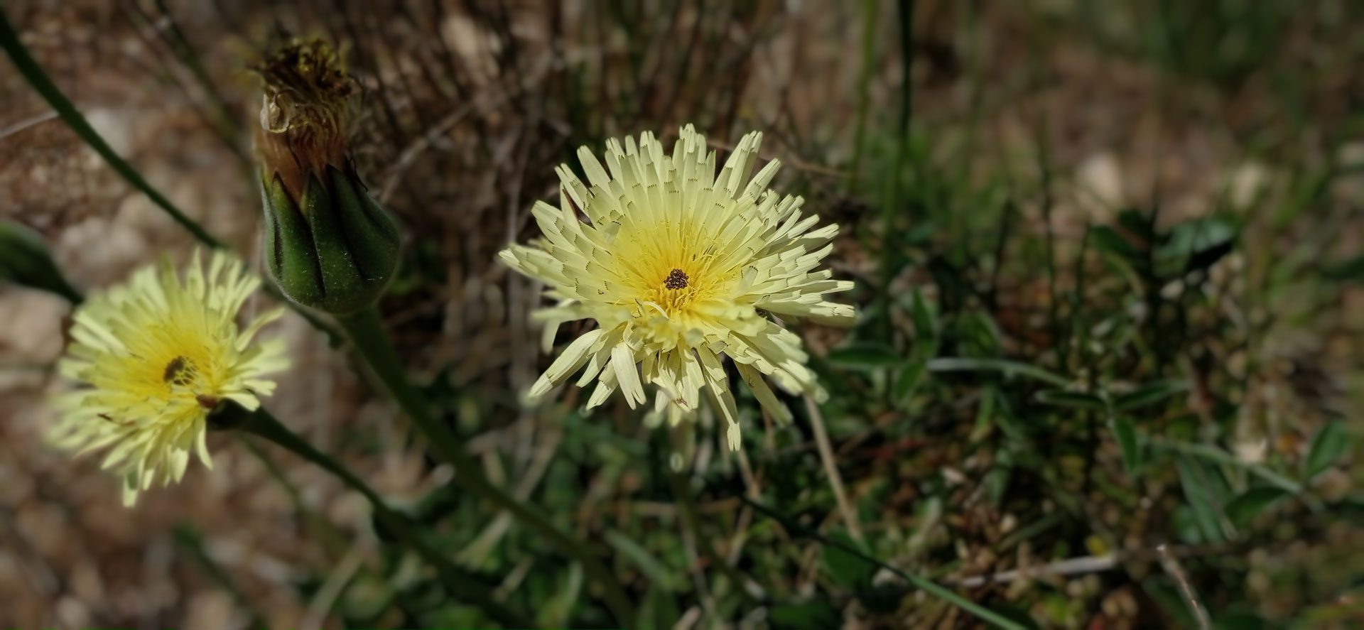 Urosperme de Daléchamps
