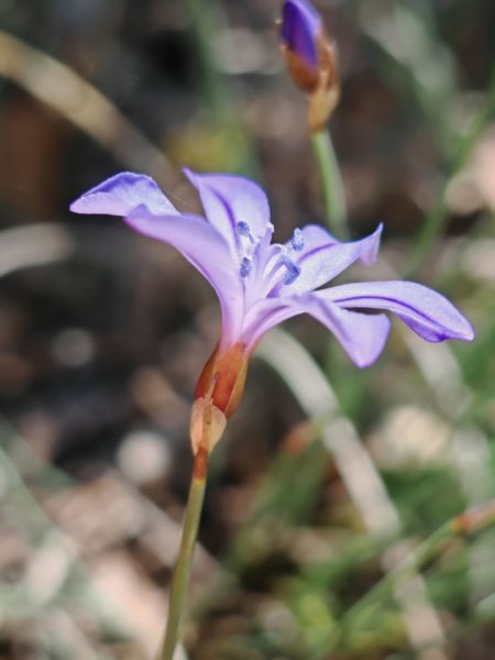 Aphyllanthe de Montpellier