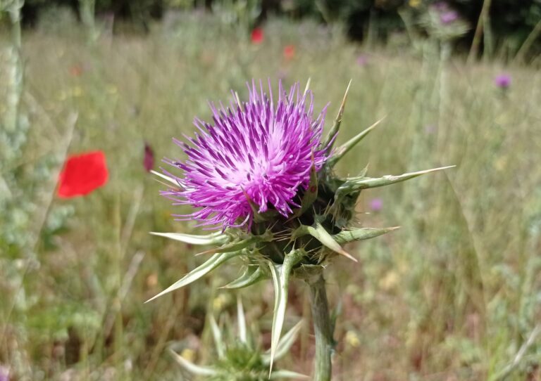 chardon-marie-inflorescence