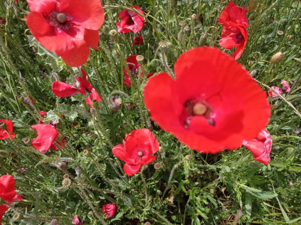 Coquelicot