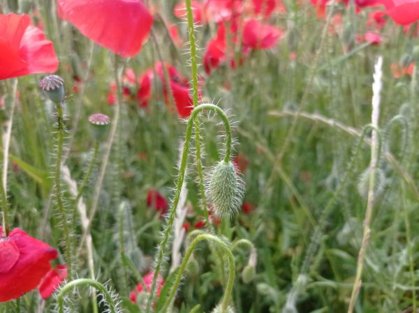 Coquelicot