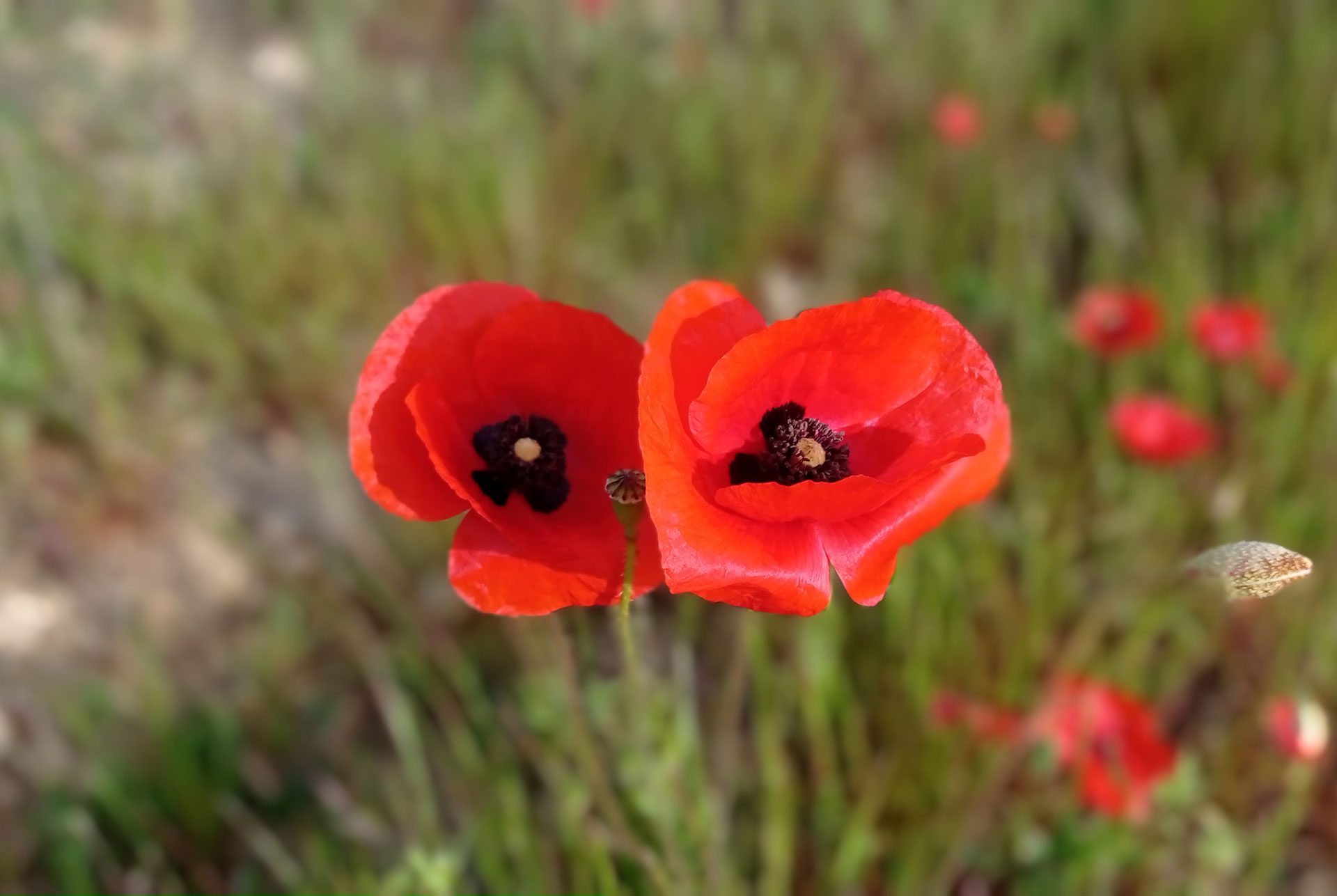 Coquelicot