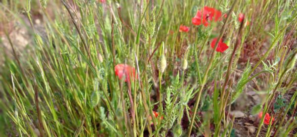 Coquelicot