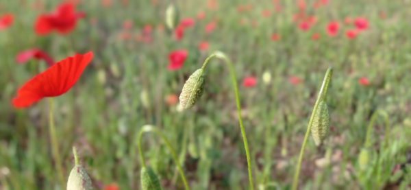 Coquelicot