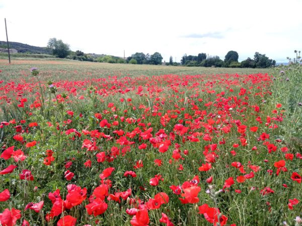 Coquelicot