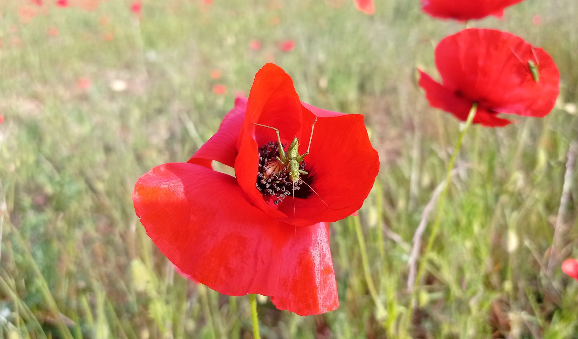 Coquelicot