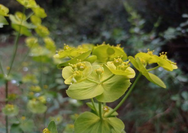 Euphorbe dentée