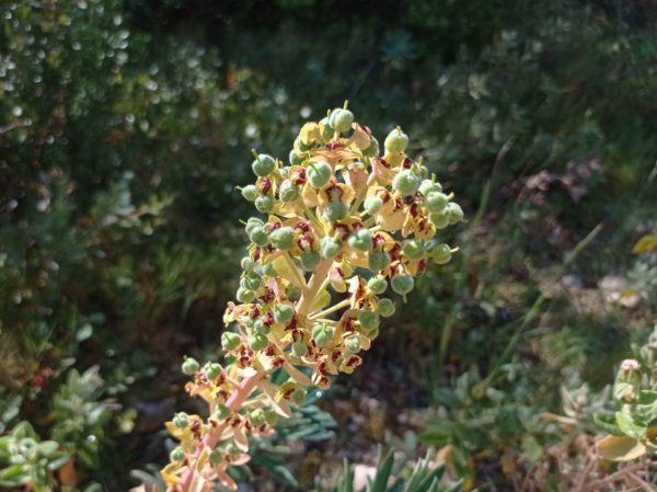 Euphorbe des garrigues