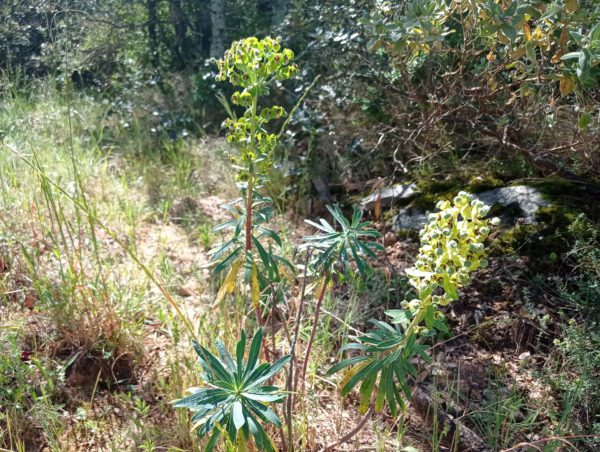 Euphorbe des garrigues