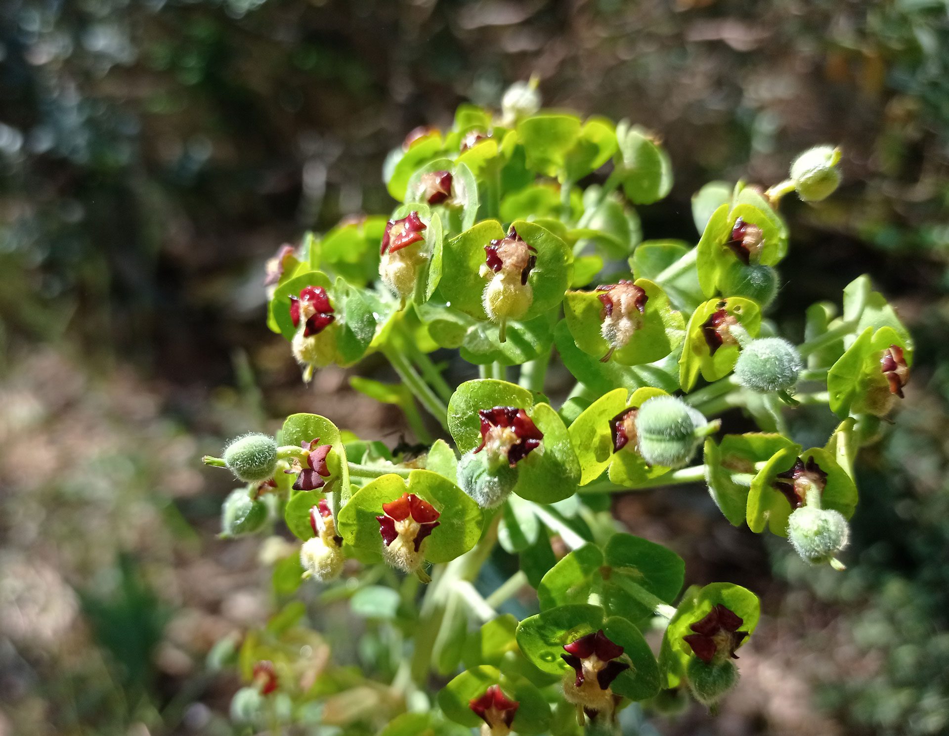 Euphorbe des garrigues