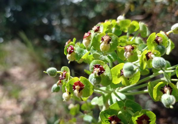 Euphorbe des garrigues