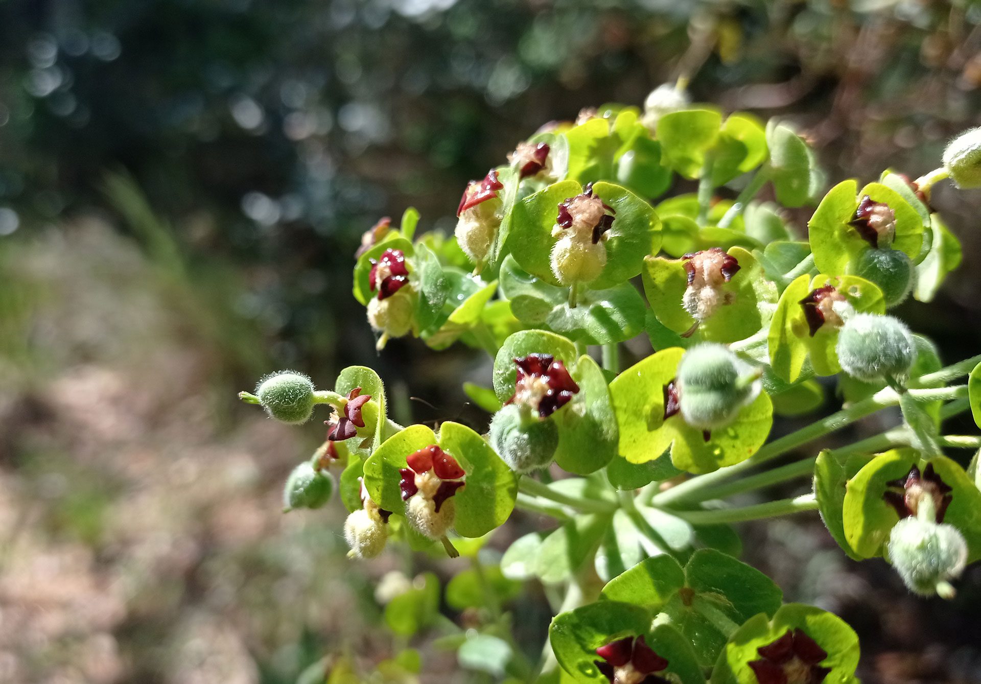 Euphorbe des garrigues