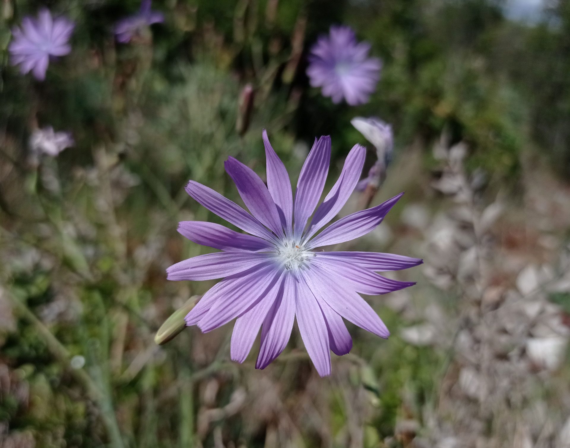 Laitue vivace