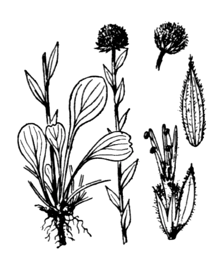 Globulaire commune