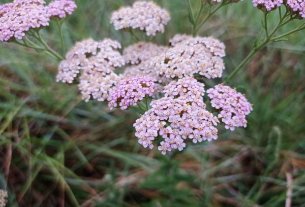 Achillée millefeuille