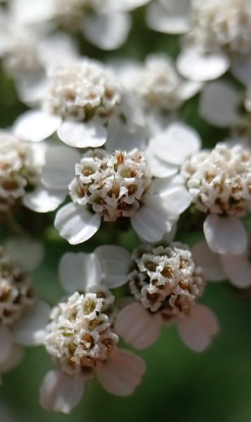 Achillée millefeuille