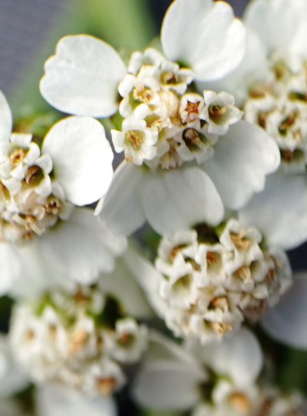 Achillée millefeuille