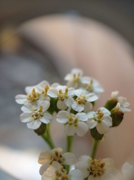Achillée millefeuille