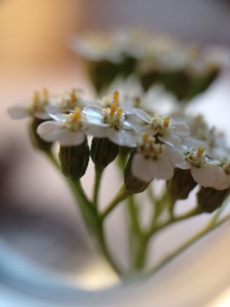 Achillée millefeuille
