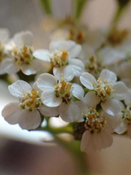 Achillée millefeuille