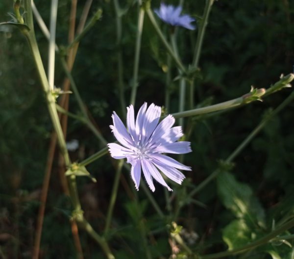 Chicorée amère