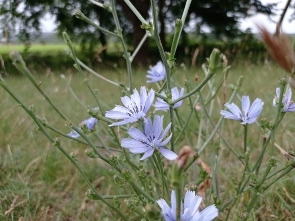 Chicorée amère