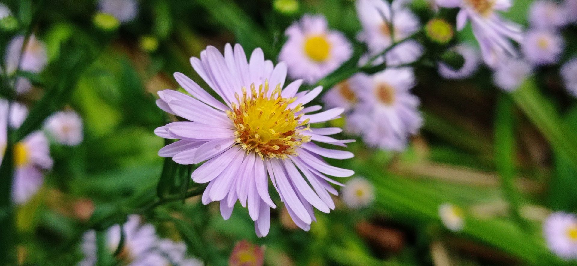 Aster des jardins