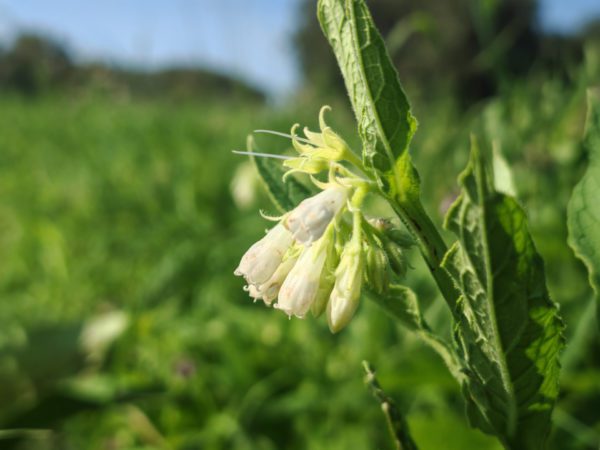 Consoude officinale