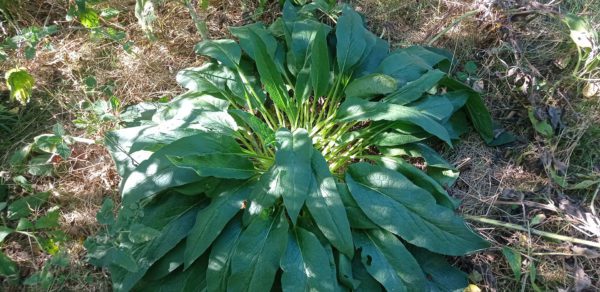 Consoude officinale