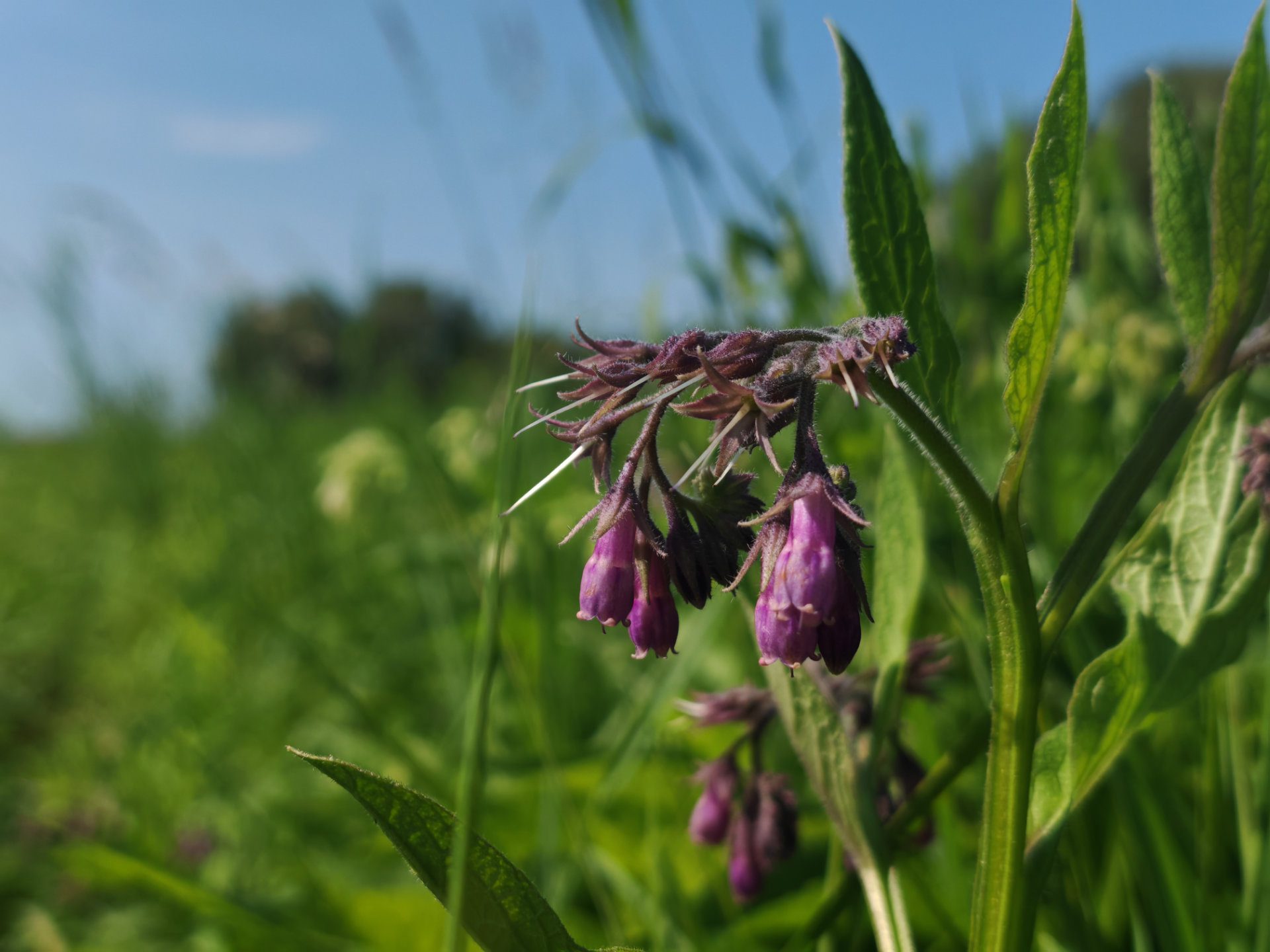Consoude officinale