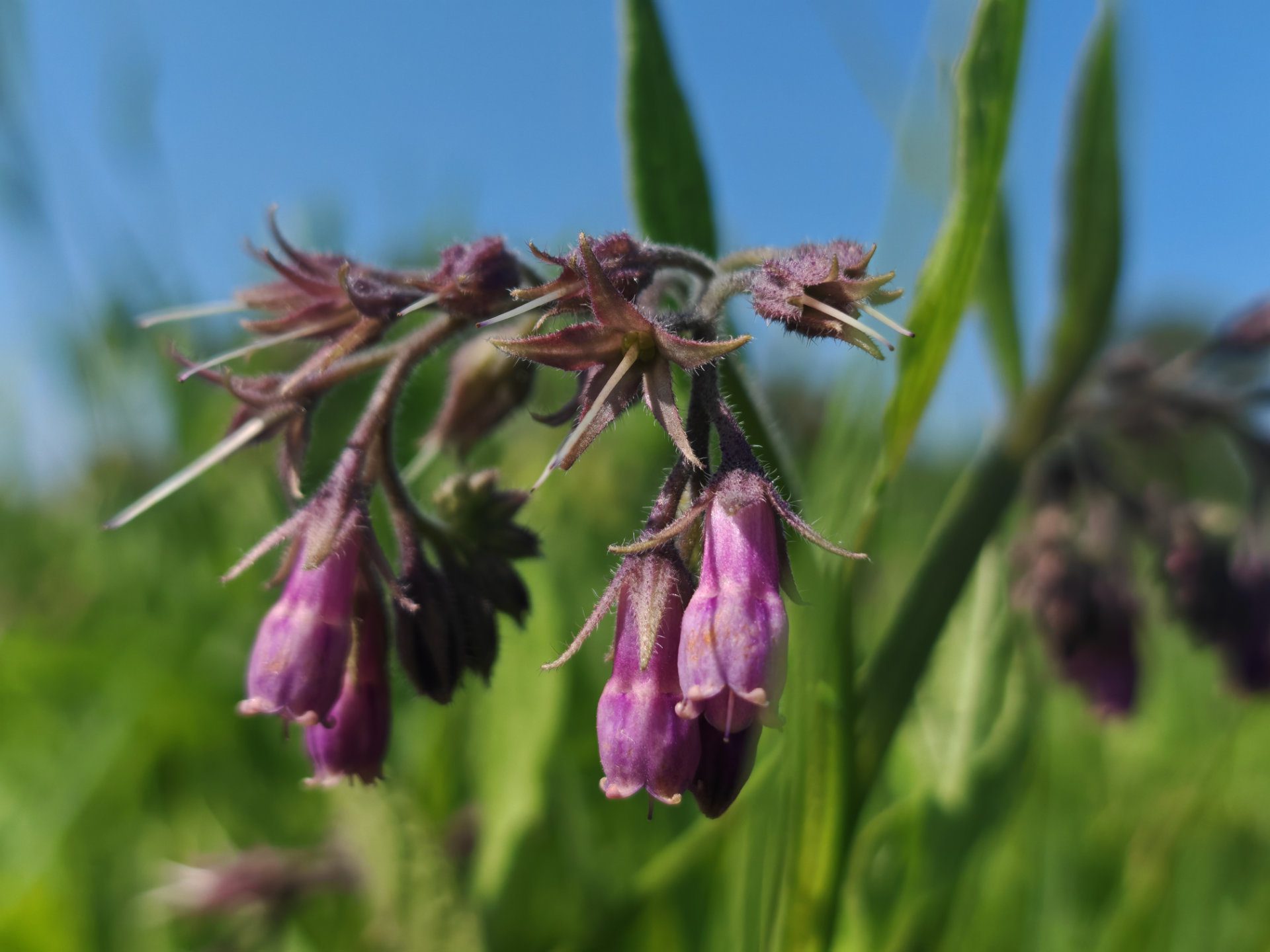 Consoude officinale