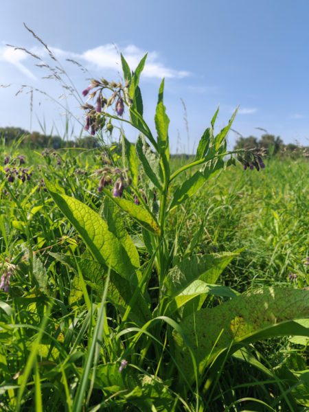 Consoude officinale