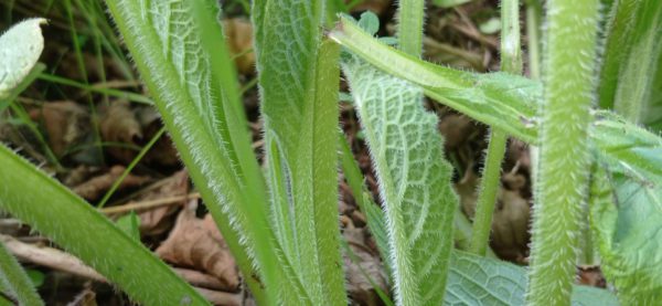 Consoude officinale