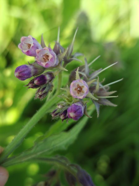 Consoude officinale