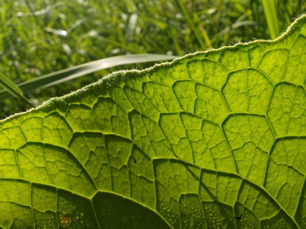 Consoude officinale