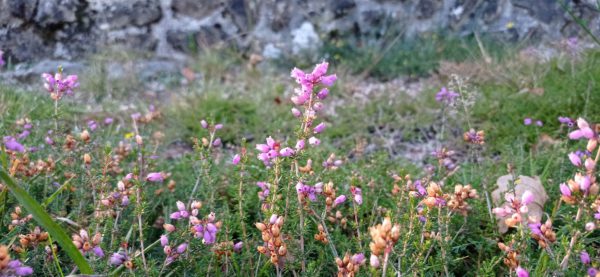 Bruyère cendrée