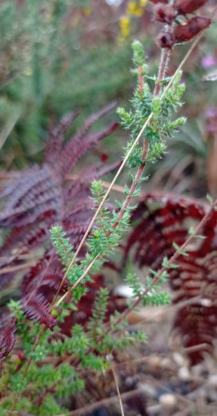 Bruyère ciliée