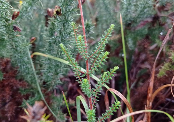 Bruyère ciliée